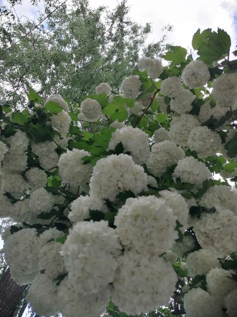  - Boule de neige Vibrunum Opulus Roseum