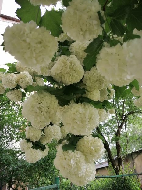  - Boule de neige Vibrunum Opulus Roseum