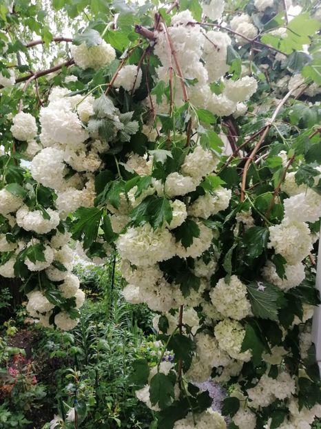  - Boule de neige Vibrunum Opulus Roseum