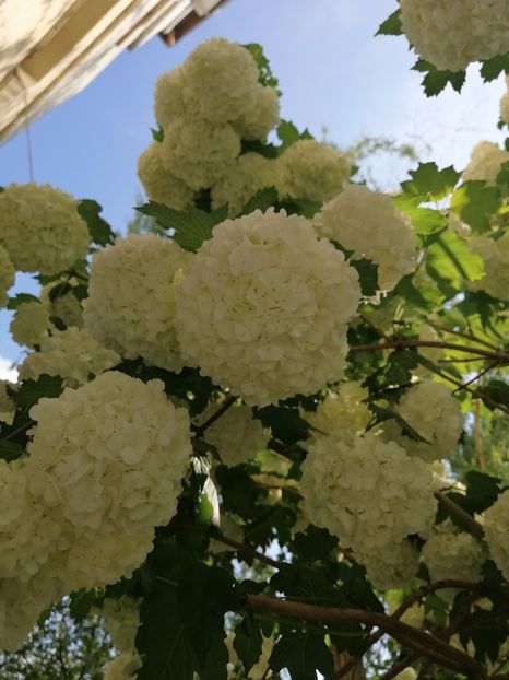  - Boule de neige Vibrunum Opulus Roseum