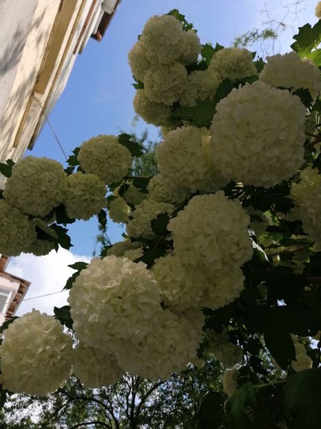  - Boule de neige Vibrunum Opulus Roseum