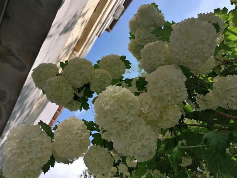  - Boule de neige Vibrunum Opulus Roseum