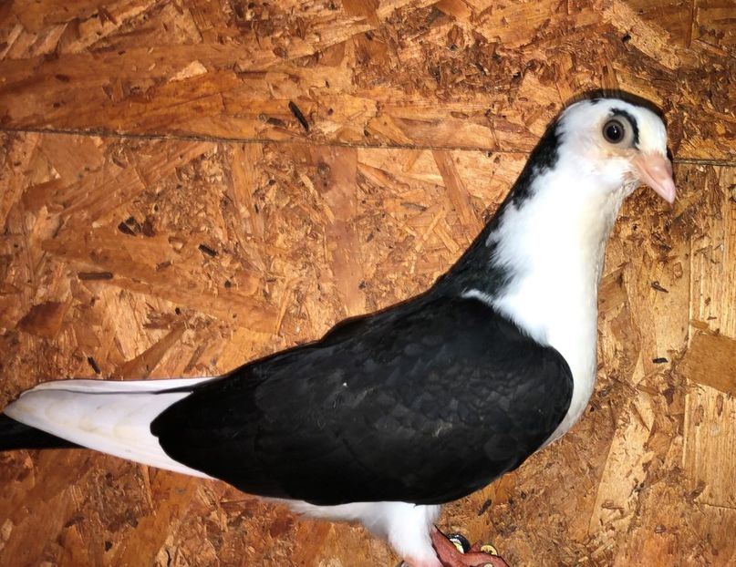 23043  femelă  2020_2 - tineret 2020