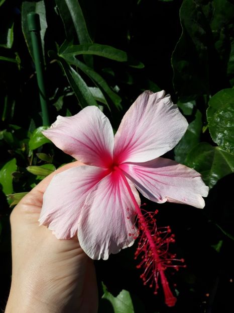  - hibi albo lacinatus