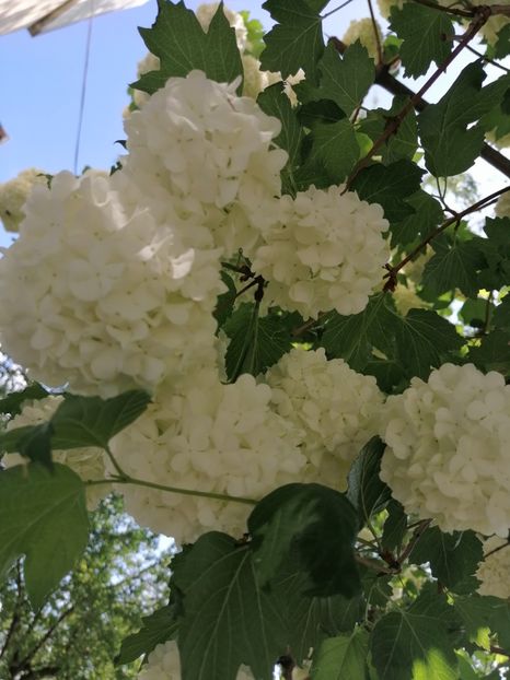  - Boule de neige Vibrunum Opulus Roseum