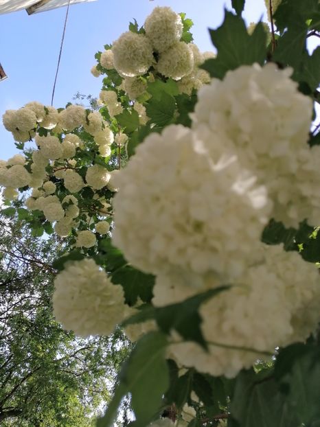  - Boule de neige Vibrunum Opulus Roseum