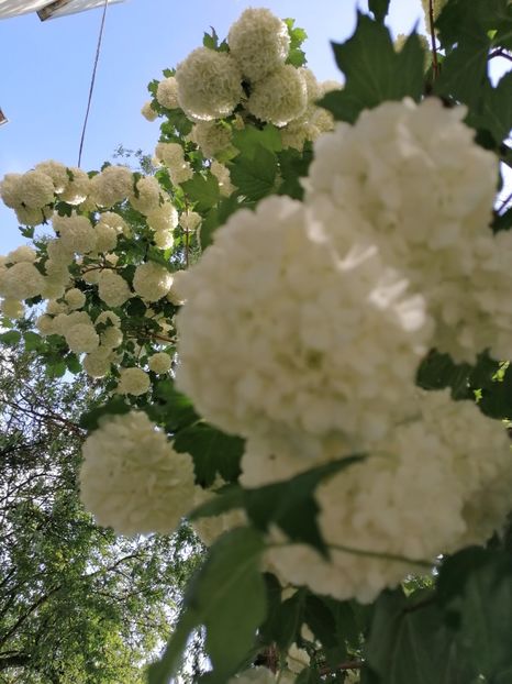  - Boule de neige Vibrunum Opulus Roseum