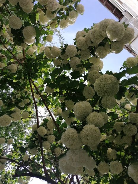  - Boule de neige Vibrunum Opulus Roseum