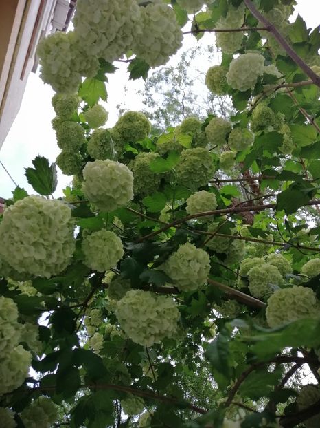  - Boule de neige Vibrunum Opulus Roseum