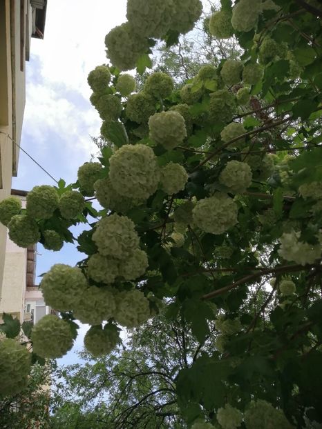  - Boule de neige Vibrunum Opulus Roseum