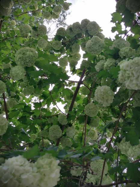  - Boule de neige Vibrunum Opulus Roseum