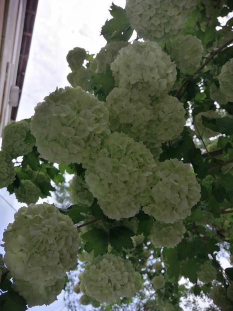  - Boule de neige Vibrunum Opulus Roseum