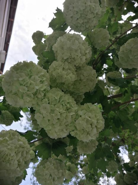  - Boule de neige Vibrunum Opulus Roseum