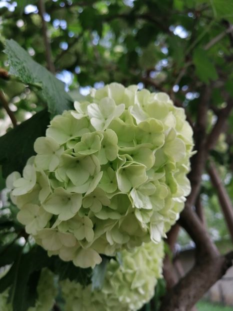  - Boule de neige Vibrunum Opulus Roseum