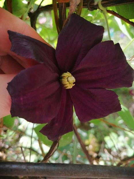  - Clematita Picotee