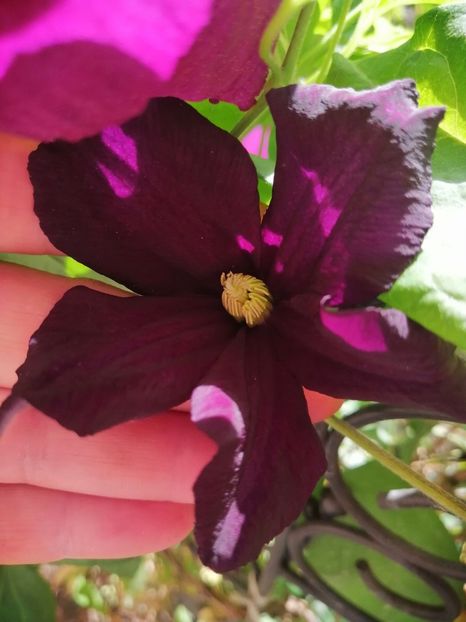  - Clematita Picotee