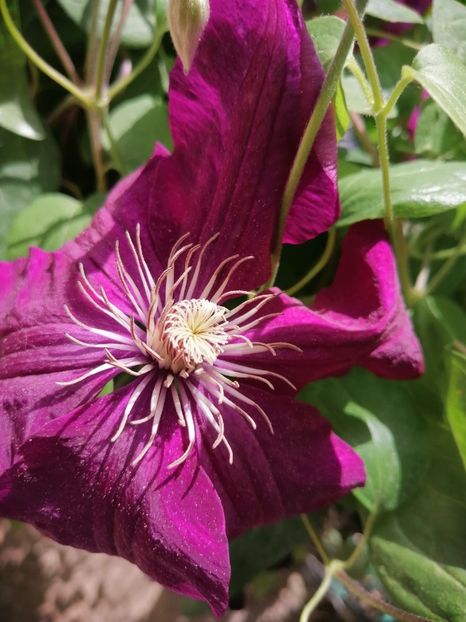  - Clematita Picotee