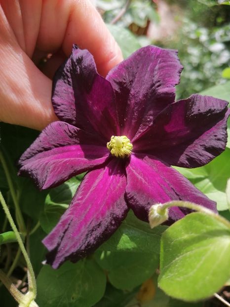  - Clematita Picotee