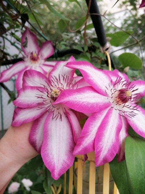  - Clematita Picotee