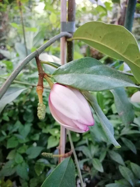  - Magnolia Fairy Blush