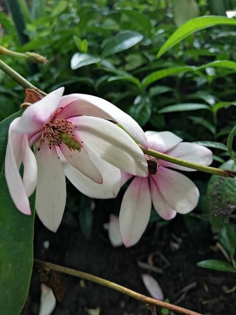  - Magnolia Fairy Blush