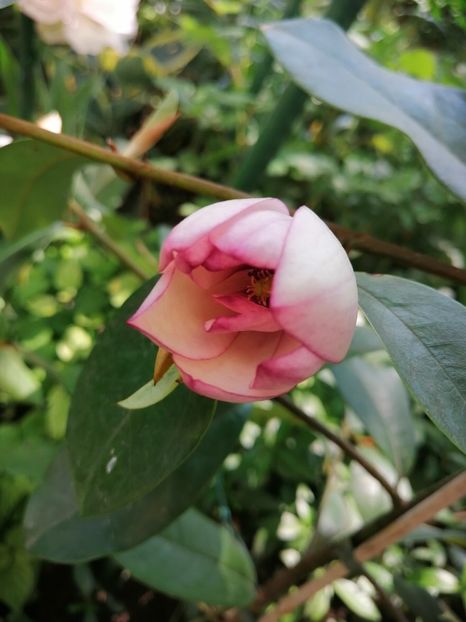  - Magnolia Fairy Blush