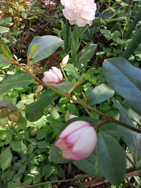  - Magnolia Fairy Blush