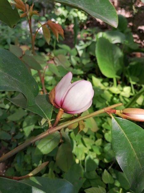  - Magnolia Fairy Blush