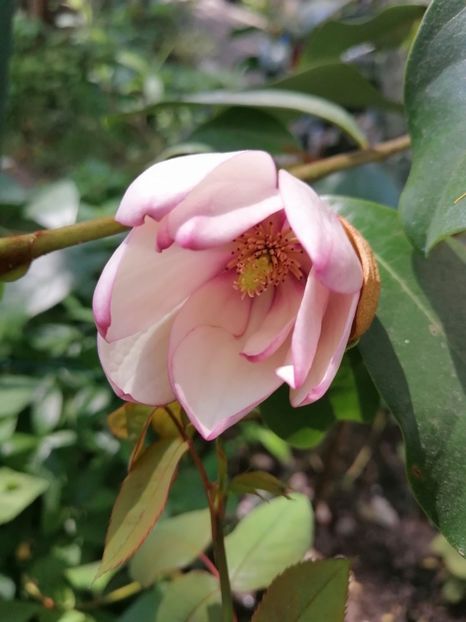  - Magnolia Fairy Blush