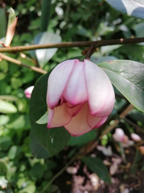  - Magnolia Fairy Blush