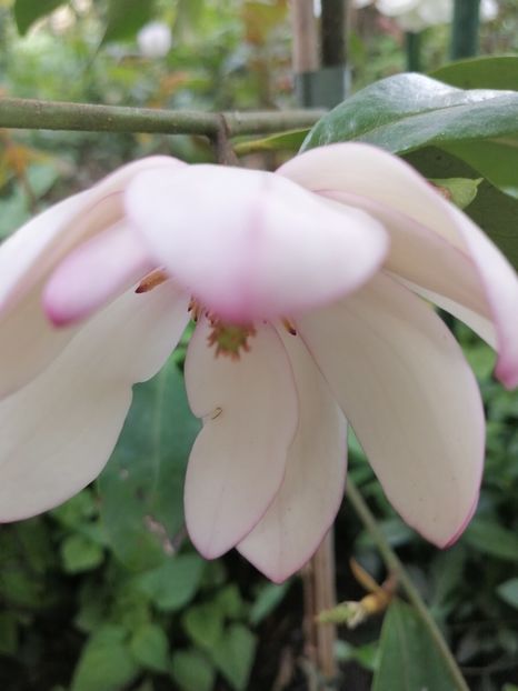  - Magnolia Fairy Blush