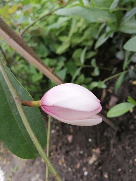  - Magnolia Fairy Blush