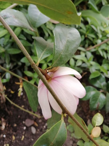  - Magnolia Fairy Blush