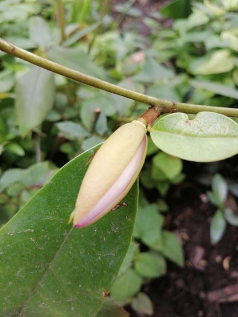  - Magnolia Fairy Blush