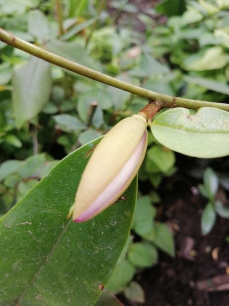  - Magnolia Fairy Blush