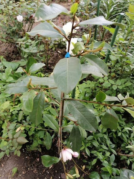  - Magnolia Fairy Blush