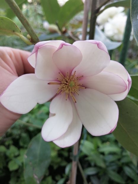  - Magnolia Fairy Blush