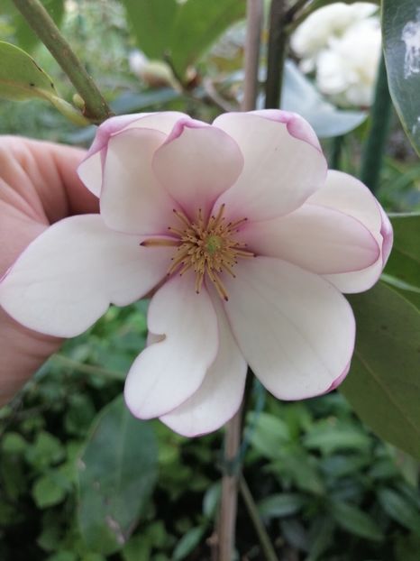  - Magnolia Fairy Blush