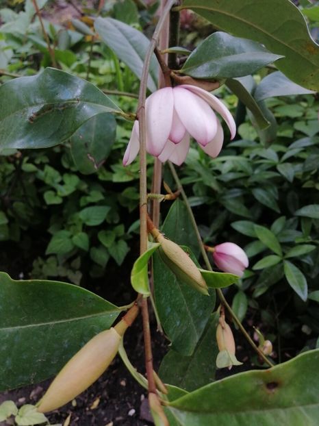  - Magnolia Fairy Blush