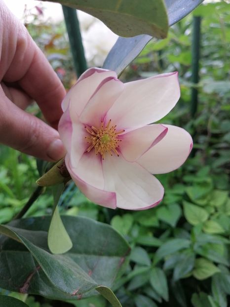  - Magnolia Fairy Blush