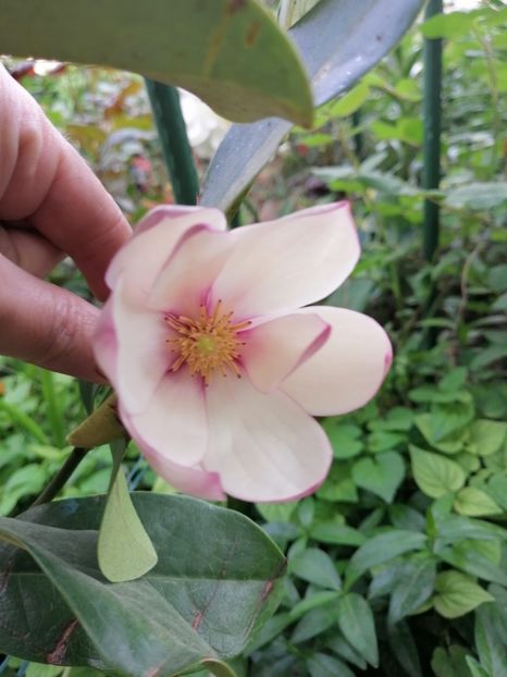 - Magnolia Fairy Blush