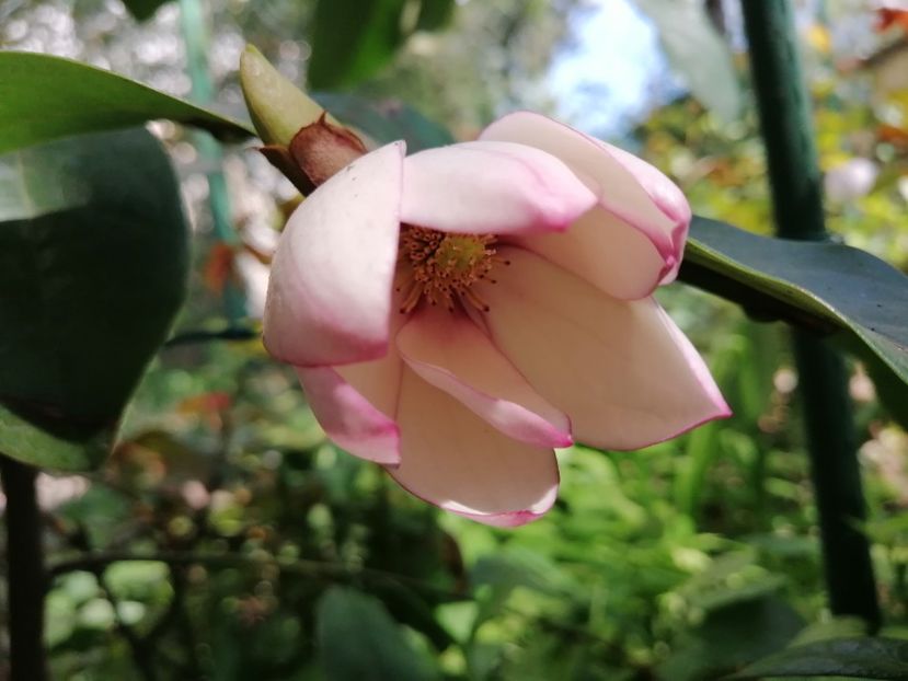  - Magnolia Fairy Blush