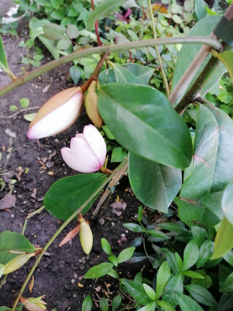  - Magnolia Fairy Blush