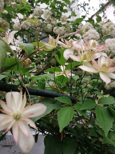  - Clematita Montana Marjorie