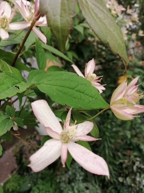  - Clematita Montana Marjorie