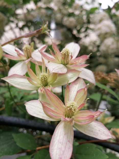  - Clematita Montana Marjorie