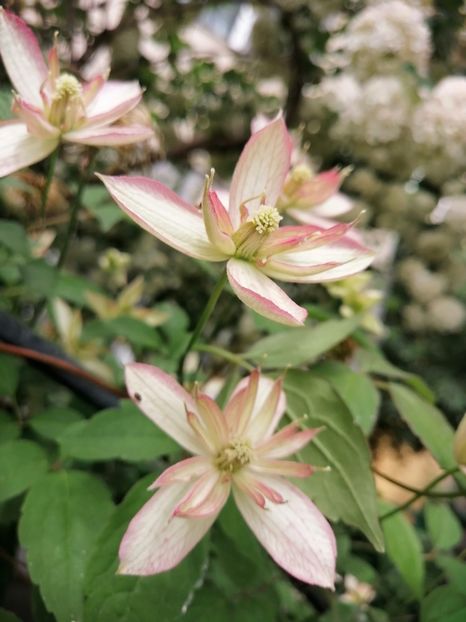  - Clematita Montana Marjorie