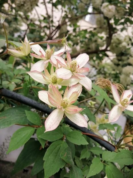  - Clematita Montana Marjorie