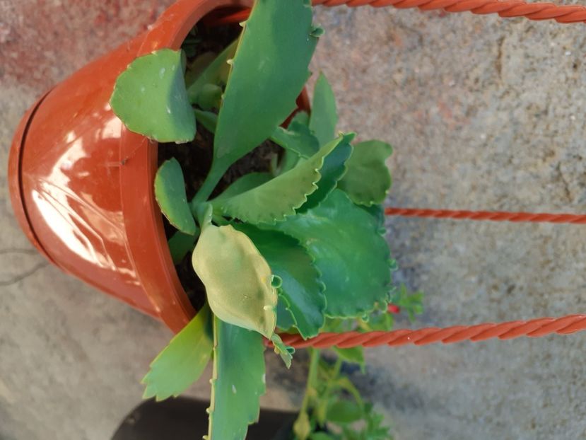  - Kalanchoe