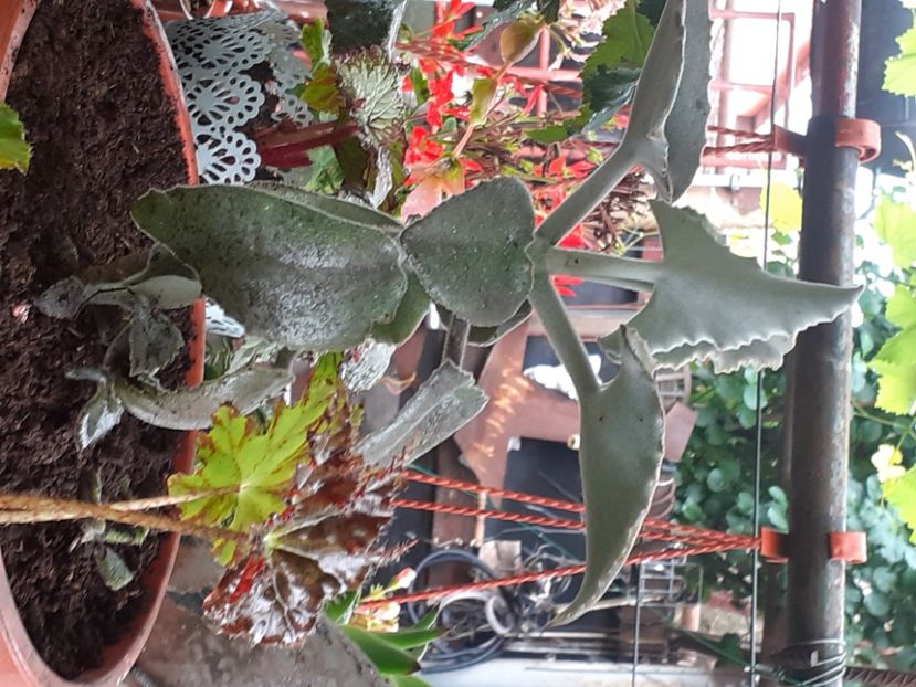  - Kalanchoe